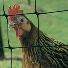 Cinto Flex Fencing With Rooster